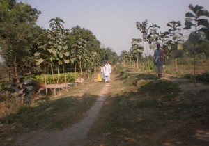 Plantation South Noneya